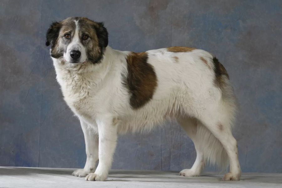 Atlas Mountain Dog