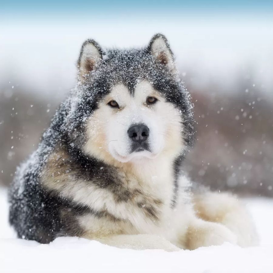 Alaskan Malamute