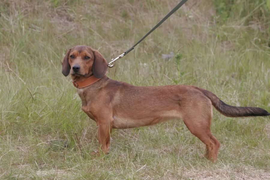Alpine Dachsbracke
