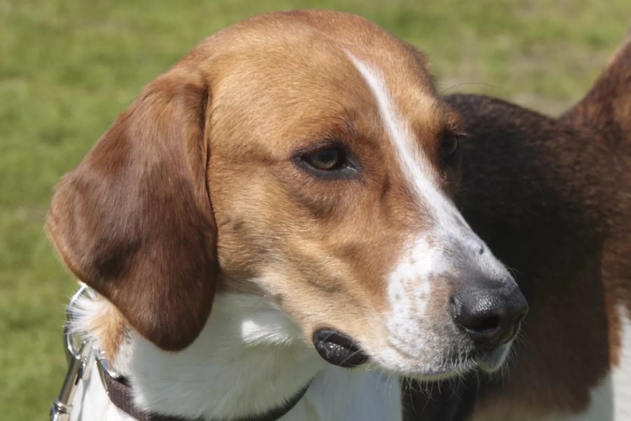 American Foxhound