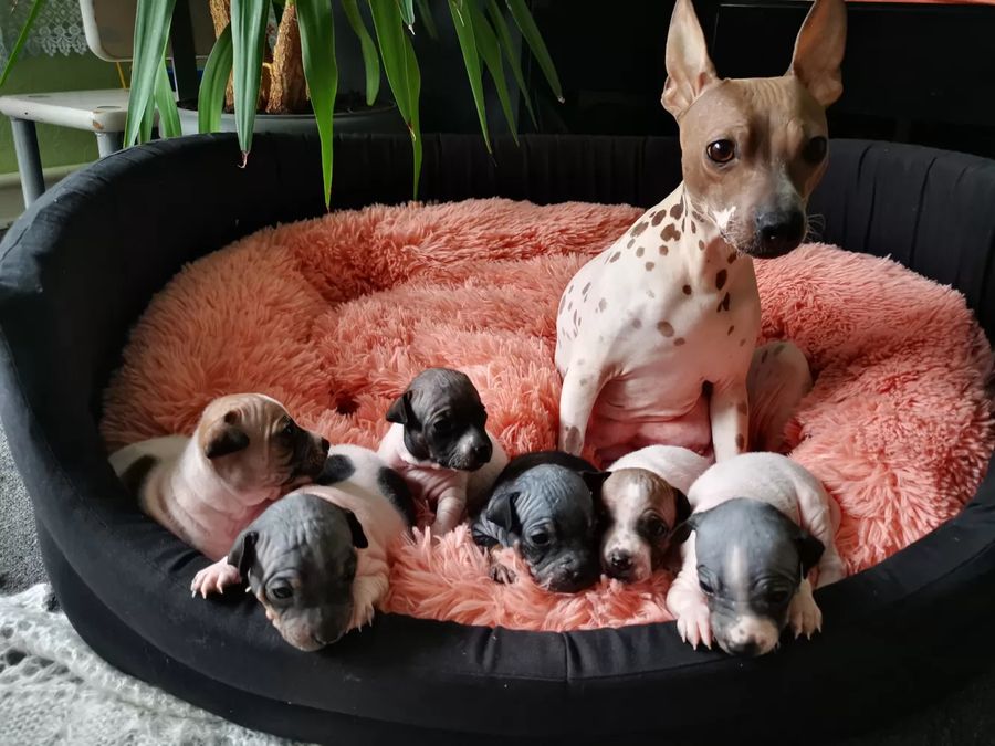 American Hairless Terrier