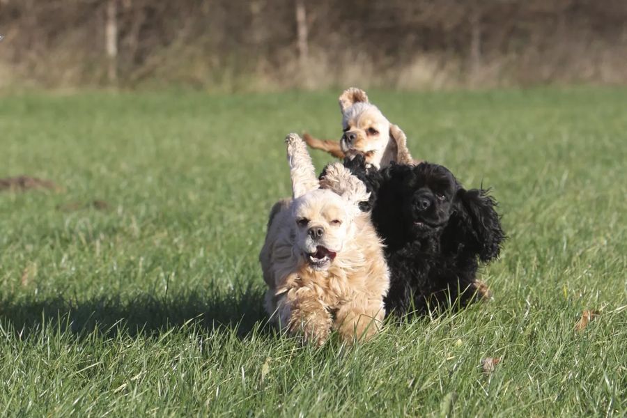 American Cocker Spaniel