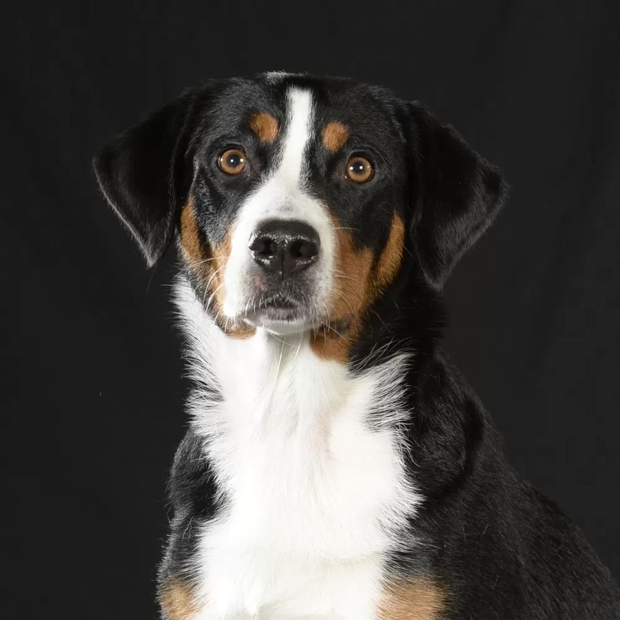 Appenzell Cattle Dog