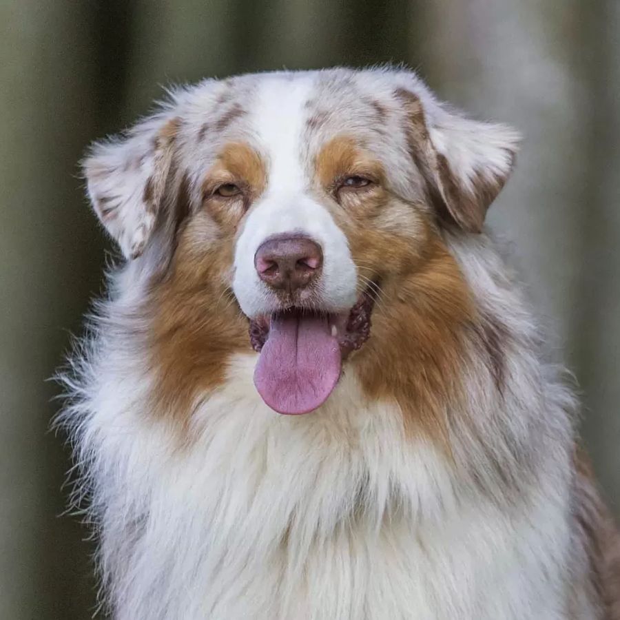 Australian Shepherd