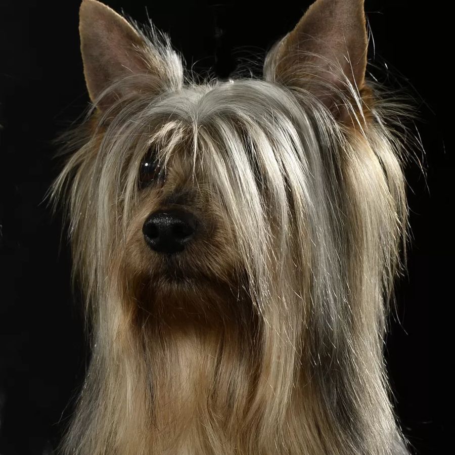 Australian Silky Terrier