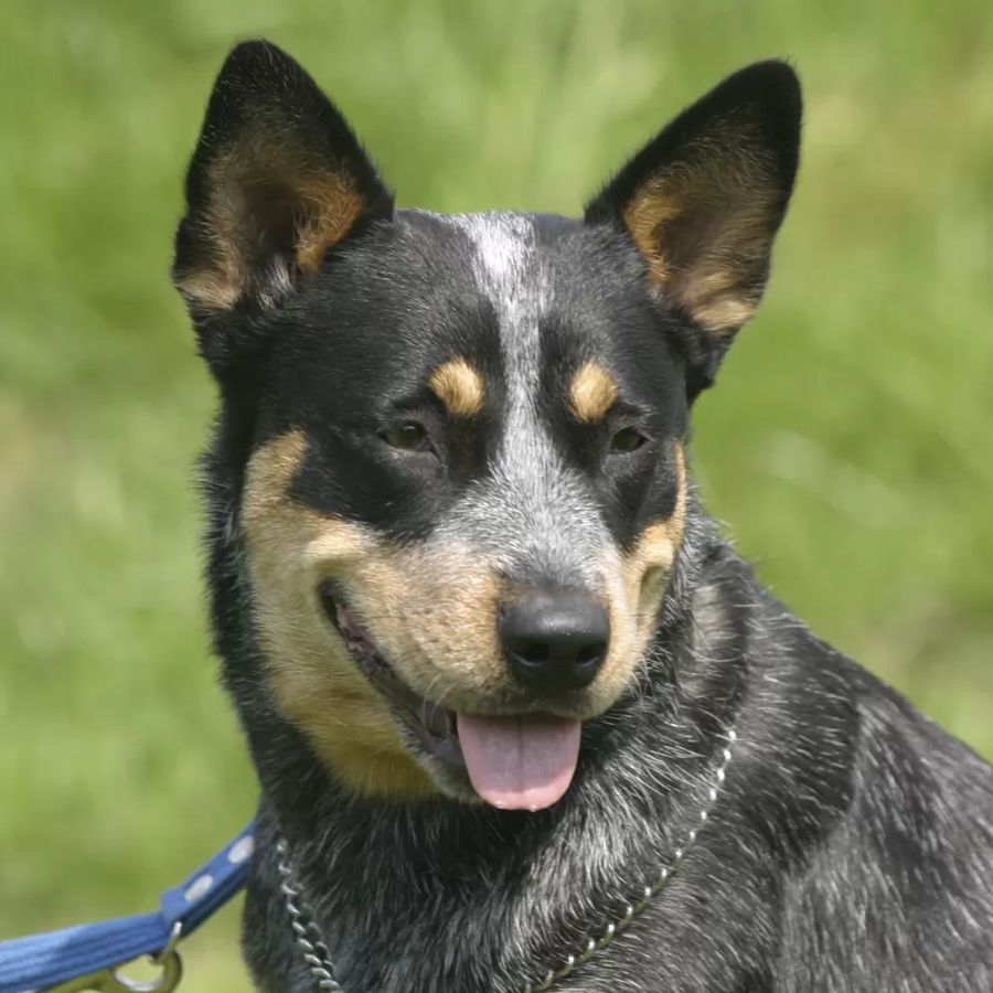 Australian Cattle Dog