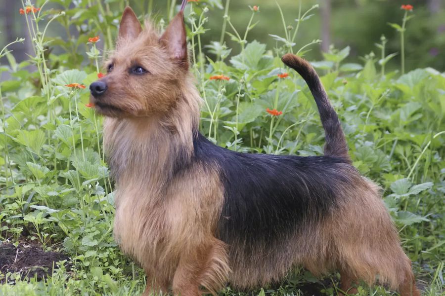 Australian Terrier