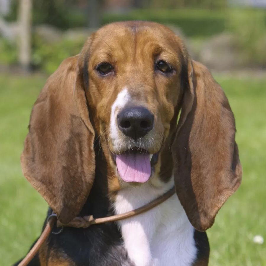 Norman Artesien Basset