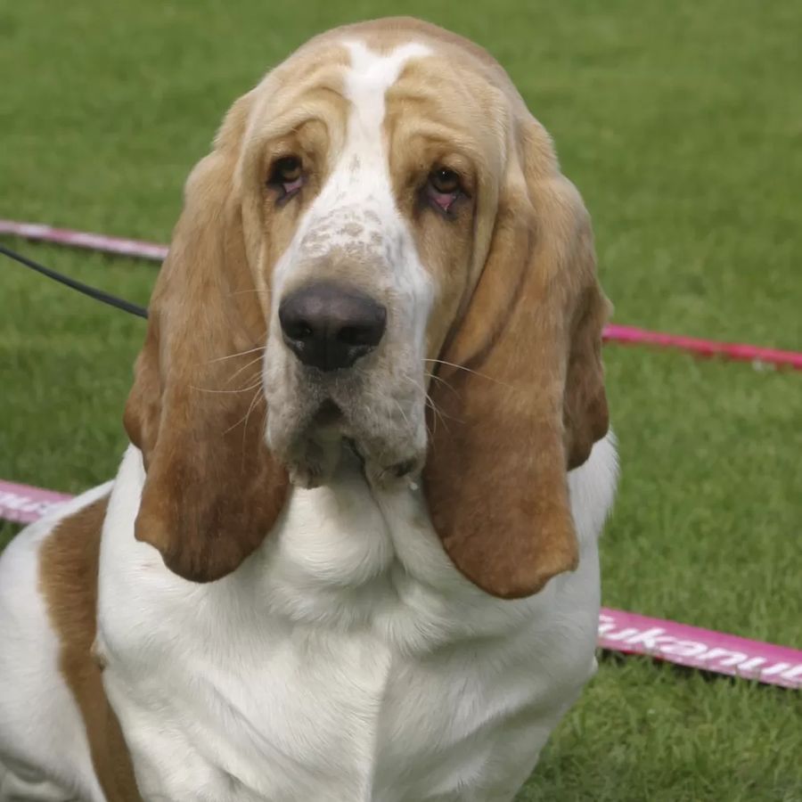 Basset Hound