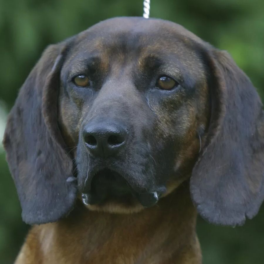 Bavarian Mountain Scent Hound
