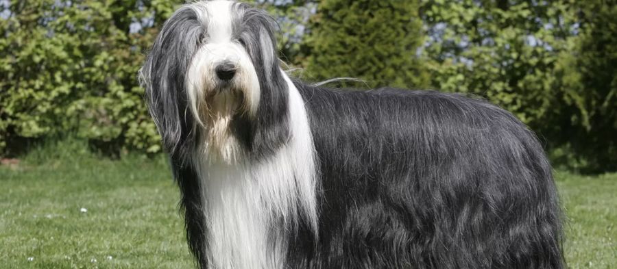 Bearded Collie