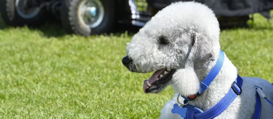 Bedlington Terrier