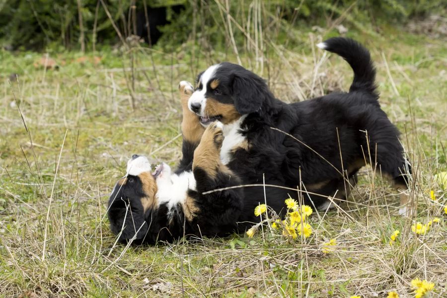 Bernese Mountain Dog (Berner Sennenhund)