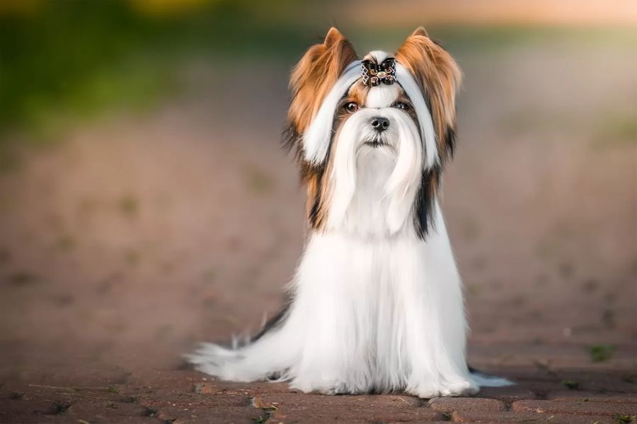 Biewer Yorkshire Terrier