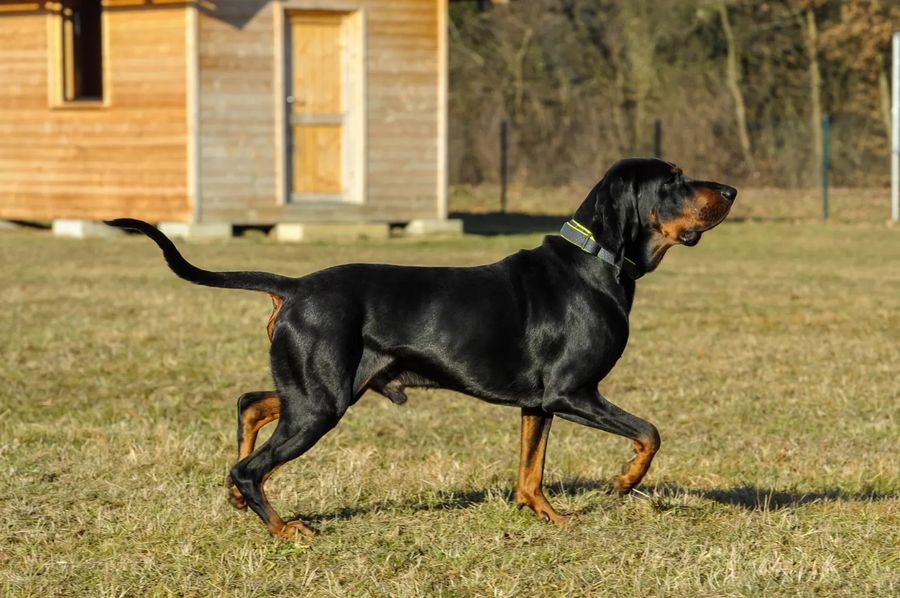 Black and Tan Coonhound