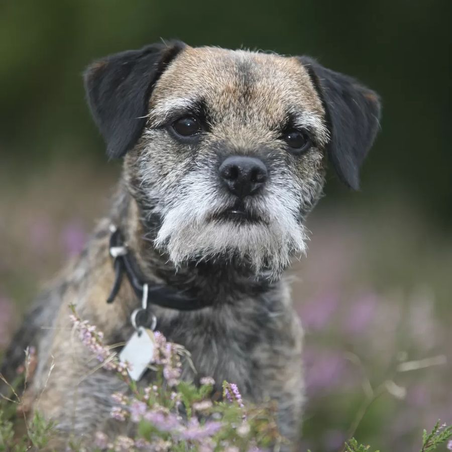 Border Terrier