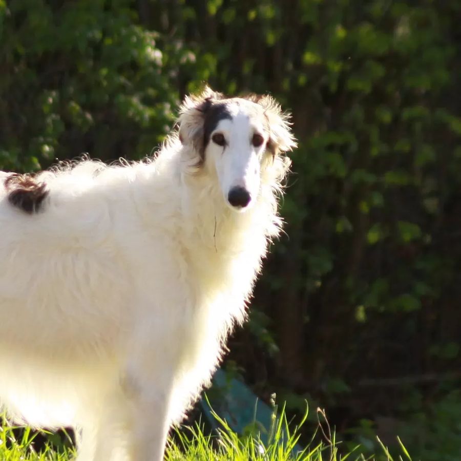Borzoi - Russian Hunting Sighthound