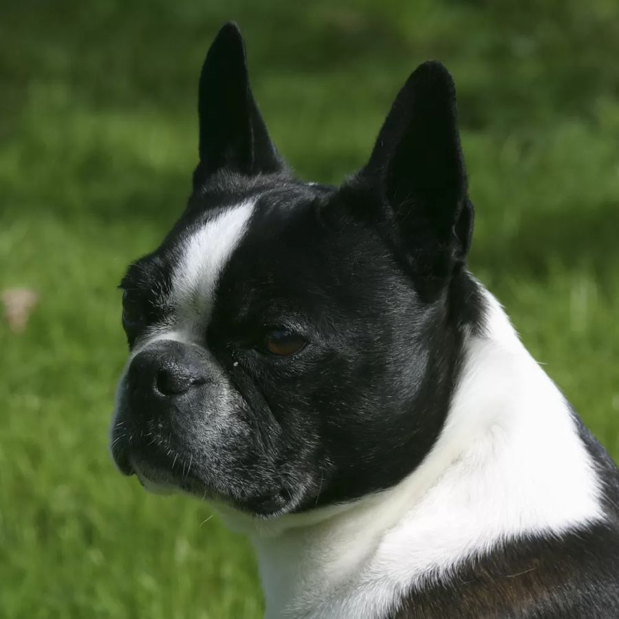 Boston Terrier