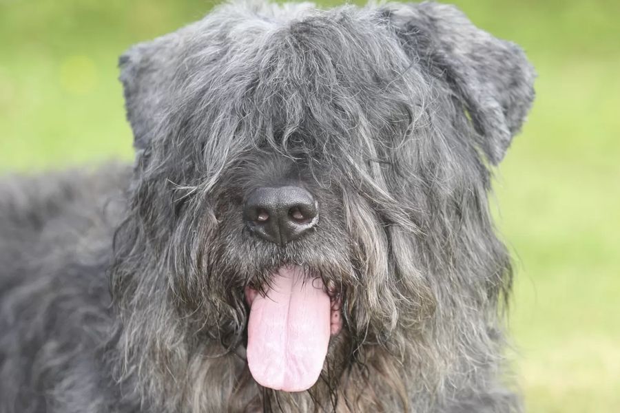 Bouvier des Flandres