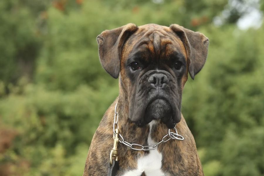 Boxer