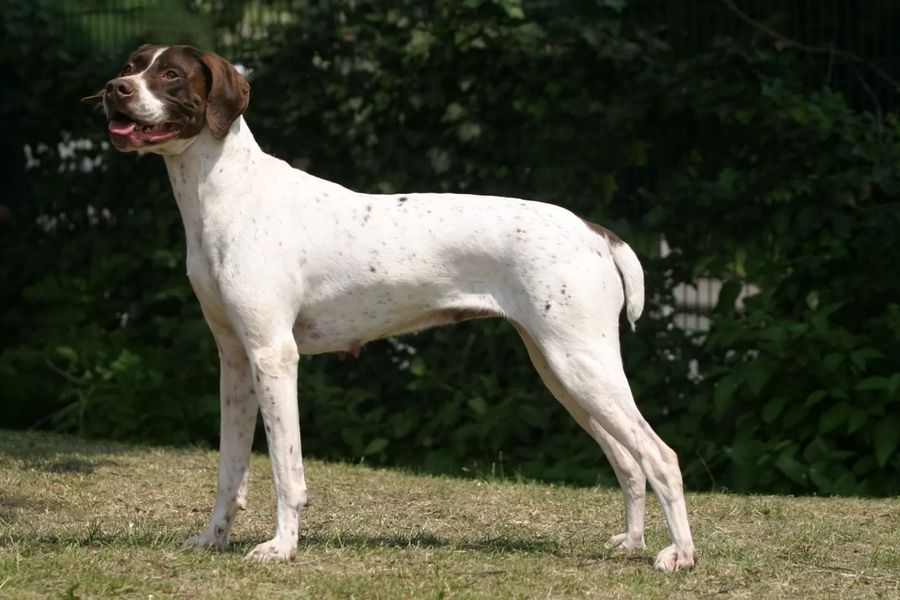 French Pointing Dog - Gascogne Type