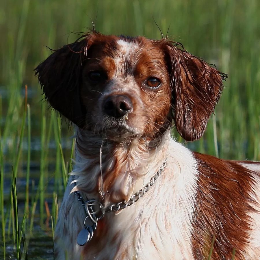 Brittany Spaniel (Epagneul Breton)