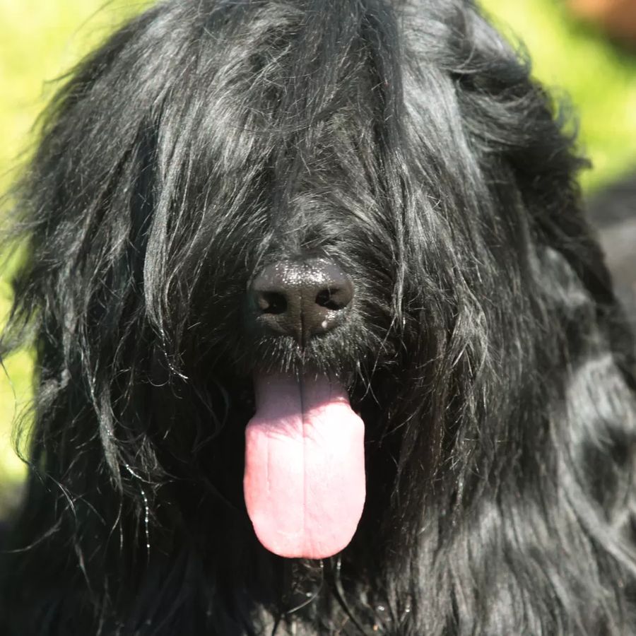 Briard (Berger de Brie)