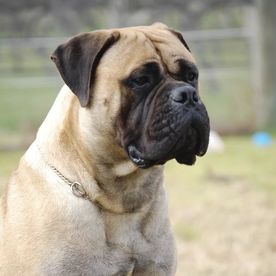 Bullmastiff