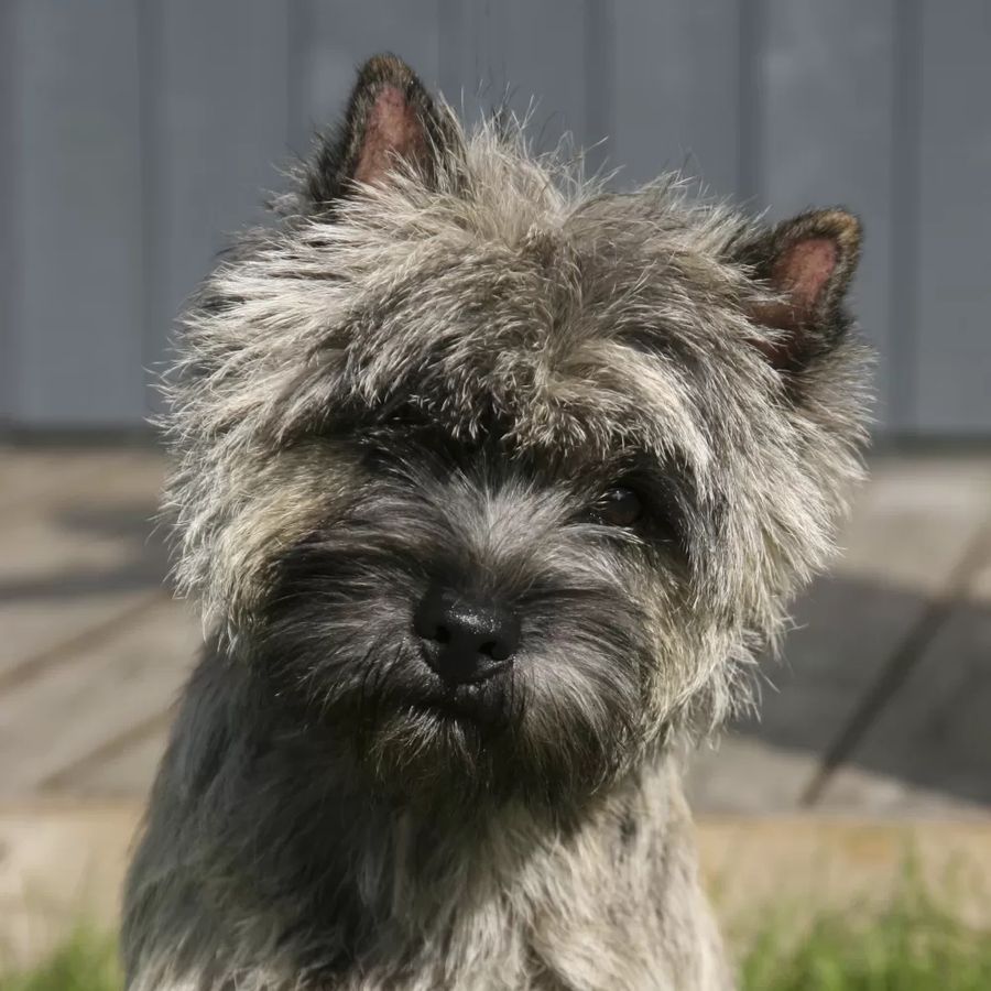 Cairn Terrier
