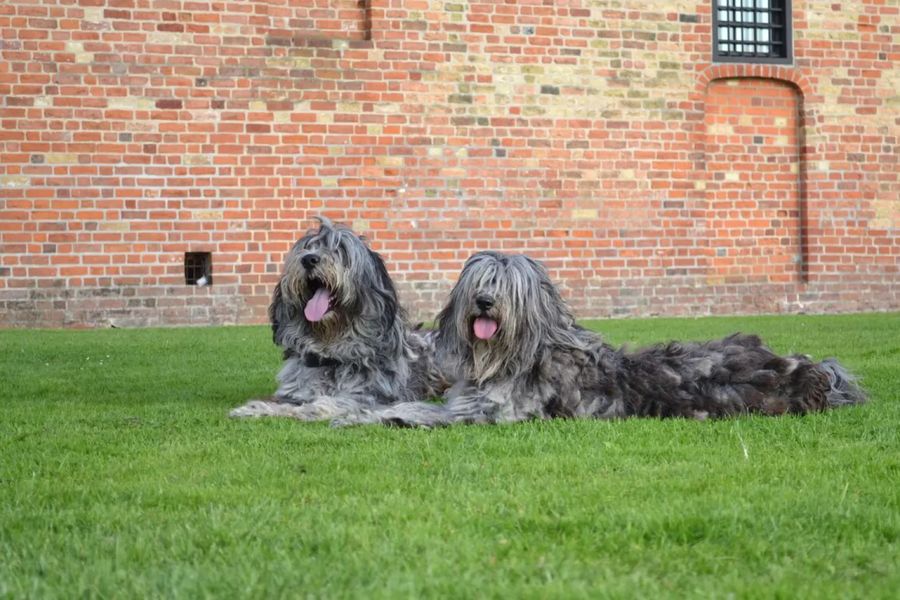 Bergamasco Shepherd Dog