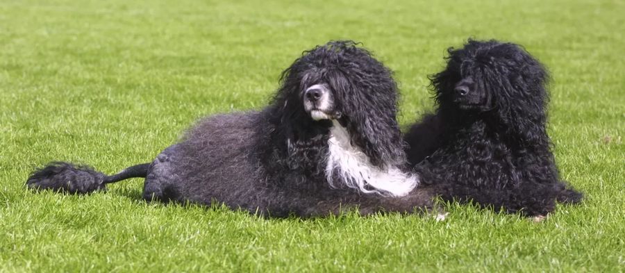 Portuguese Water Dog