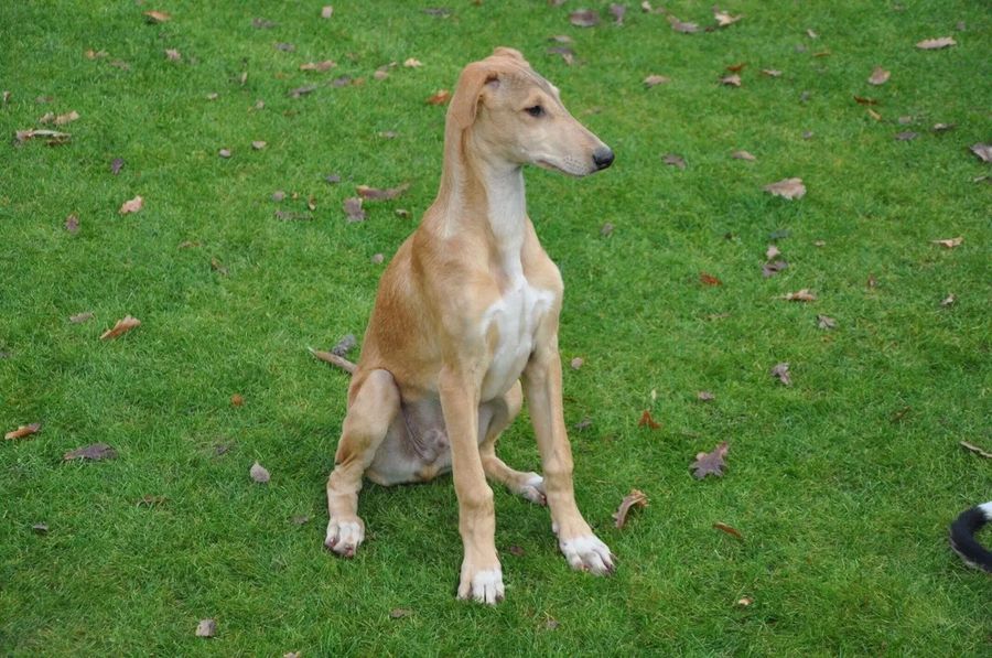 Polish Greyhound