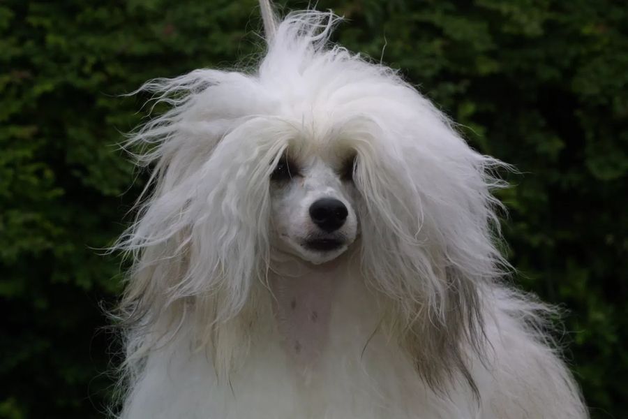 Chinese Crested Dog