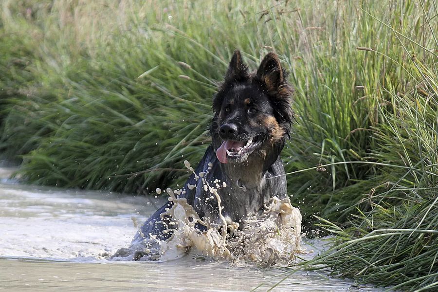 Bohemian Shepherd Dog