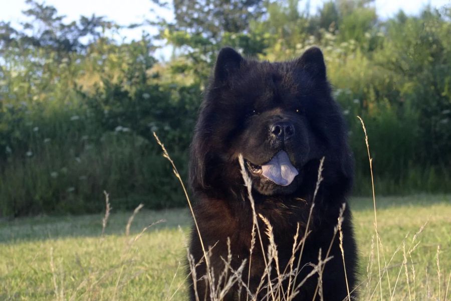 Chow Chow