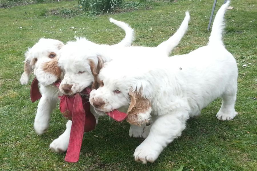 Clumber Spaniel