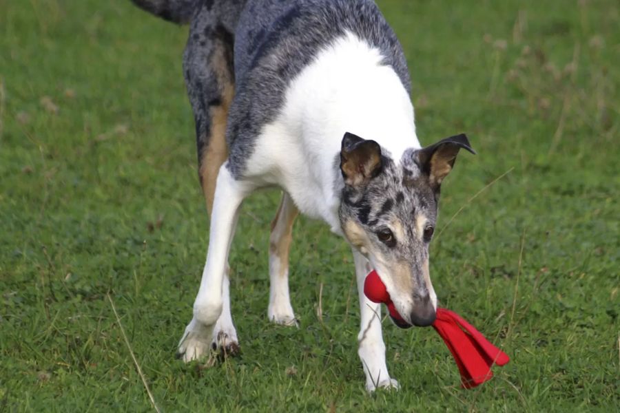 Collie Smooth