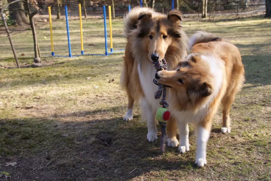 Collie Rough