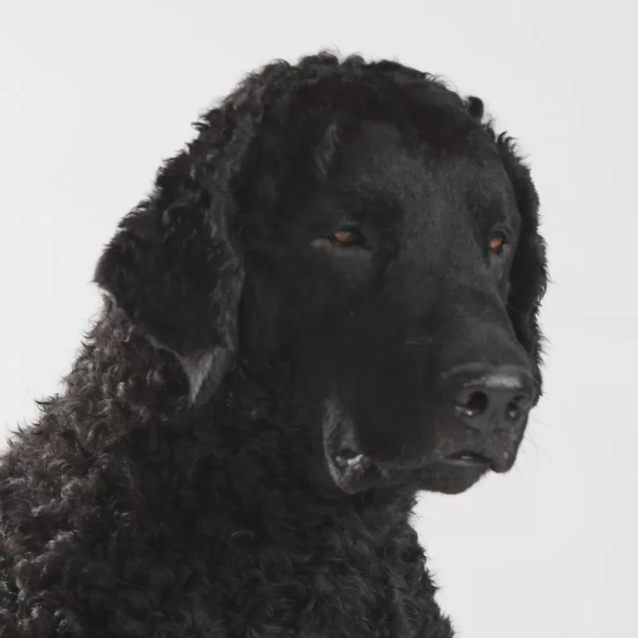 Curly Coated Retriever