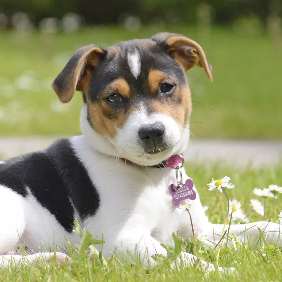 Danish-Swedish Farmdog