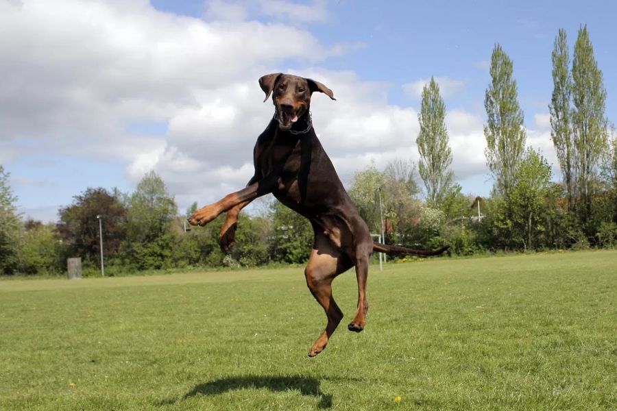 Dobermann