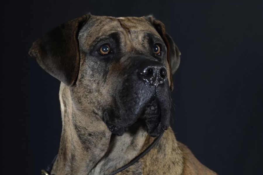 Presa Canario