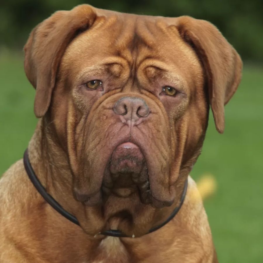 Dogue de Bordeaux