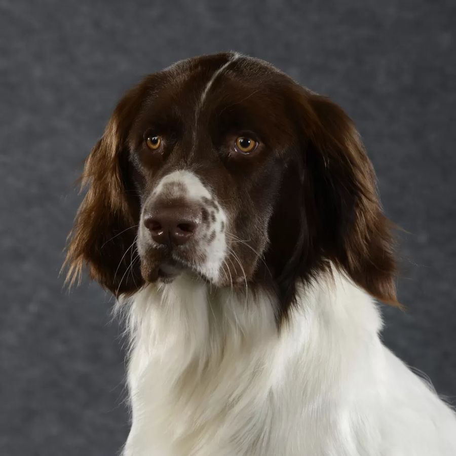 Drentsche Partridge Dog