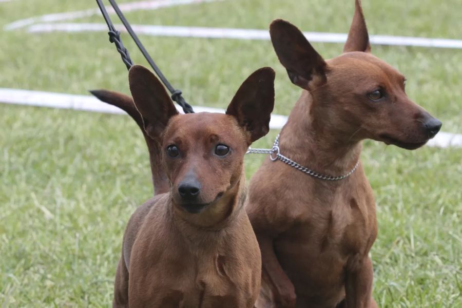 Miniature Pinscher