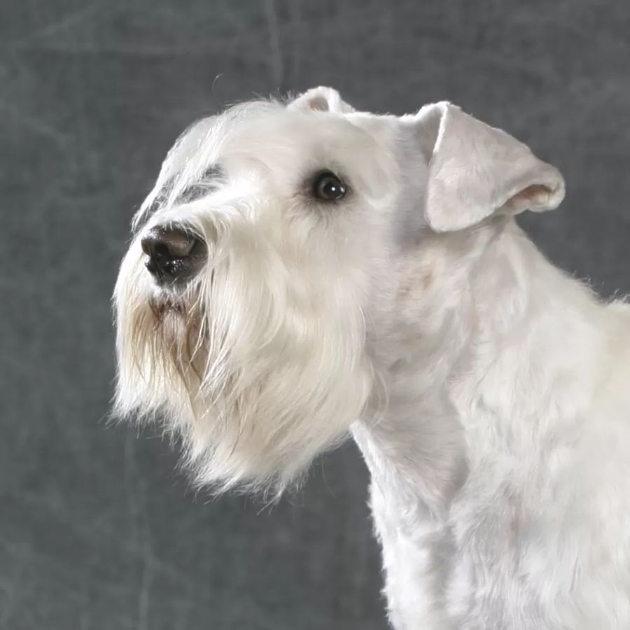 Miniature Schnauzer Pure White