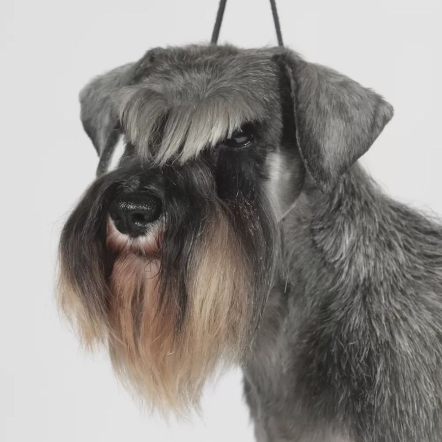 Miniature Schnauzer Pepper & Salt