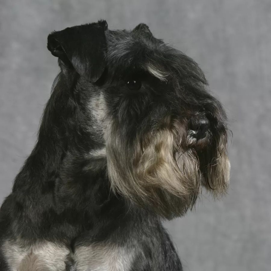 Miniature Schnauzer Black & Silver