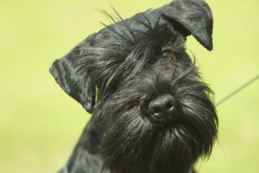Miniature Schnauzer Pure Black