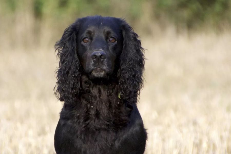 English Cocker Spaniel
